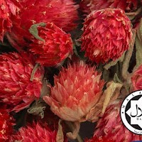Pure Globe Amaranth (1 KG)